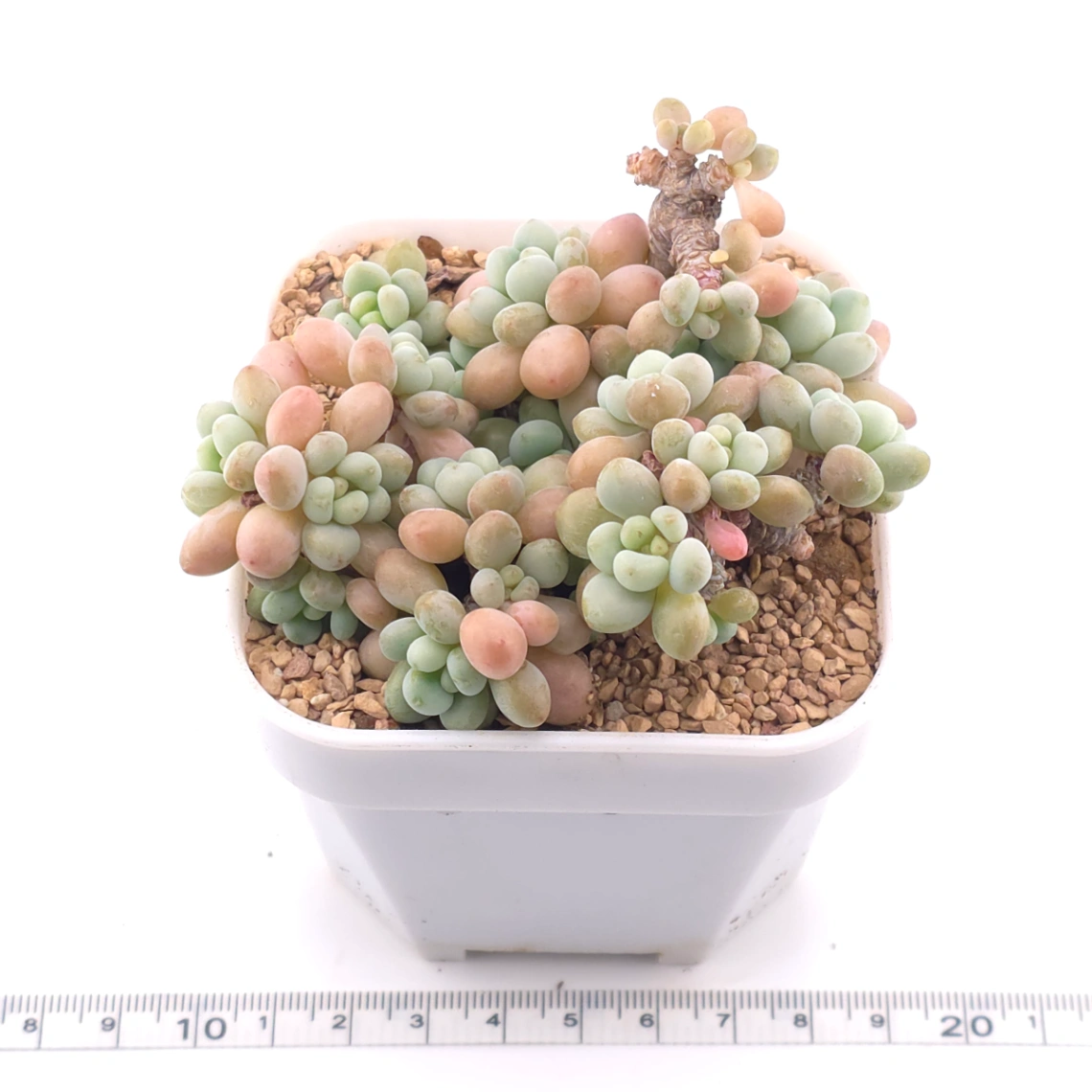 Graptosedum ‘Rococo’ | 洛可可 thumbnail 3
