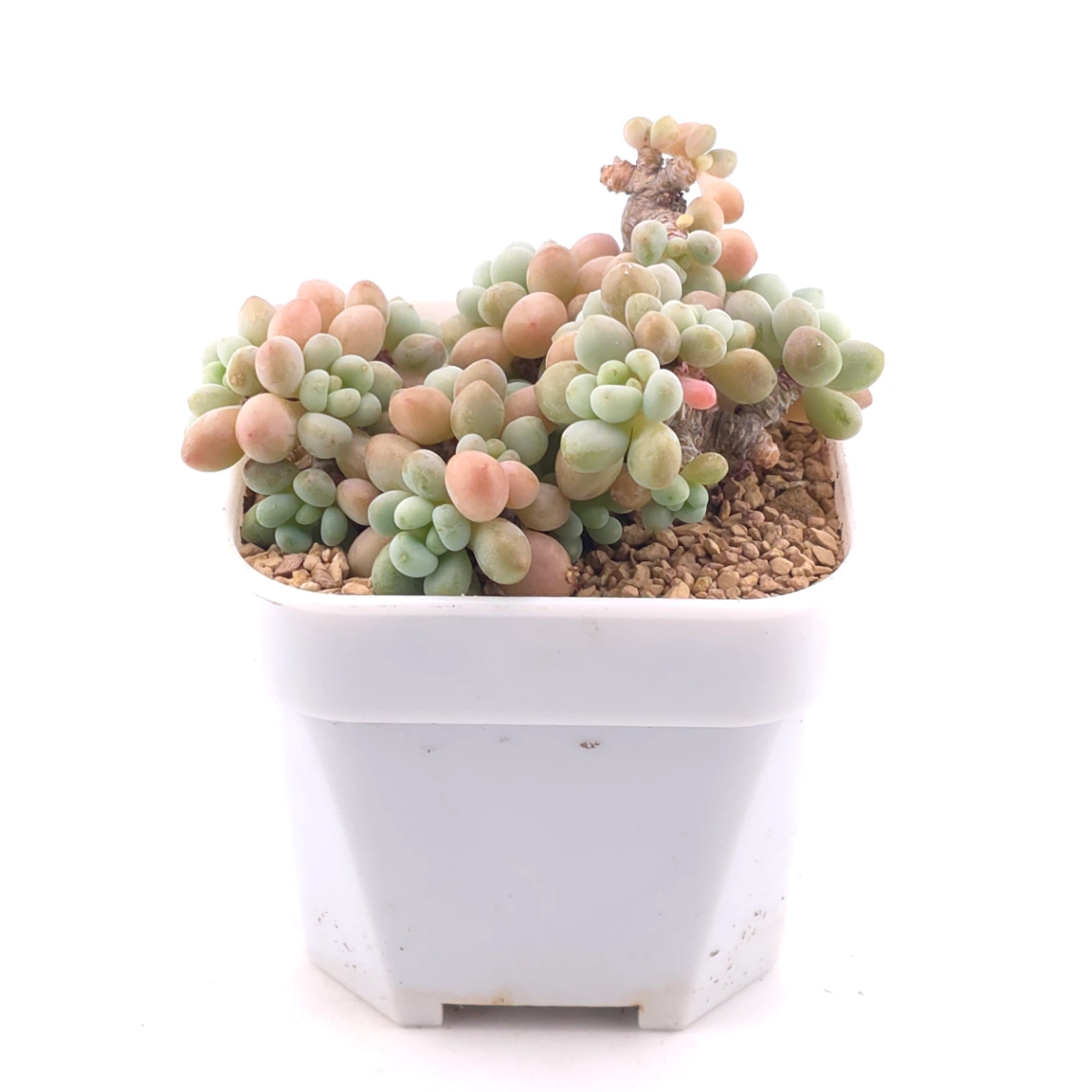 Graptosedum ‘Rococo’ | 洛可可 thumbnail 2