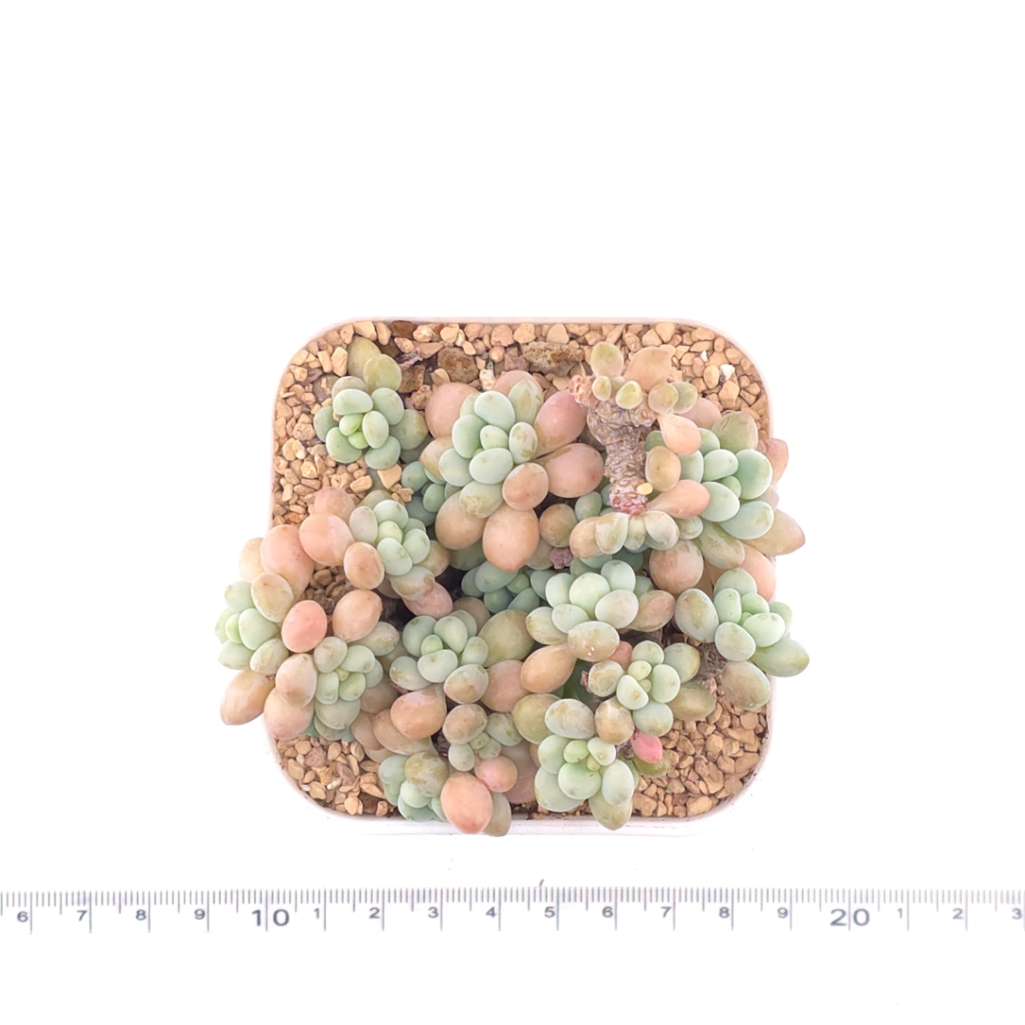 Graptosedum ‘Rococo’ | 洛可可 thumbnail 4
