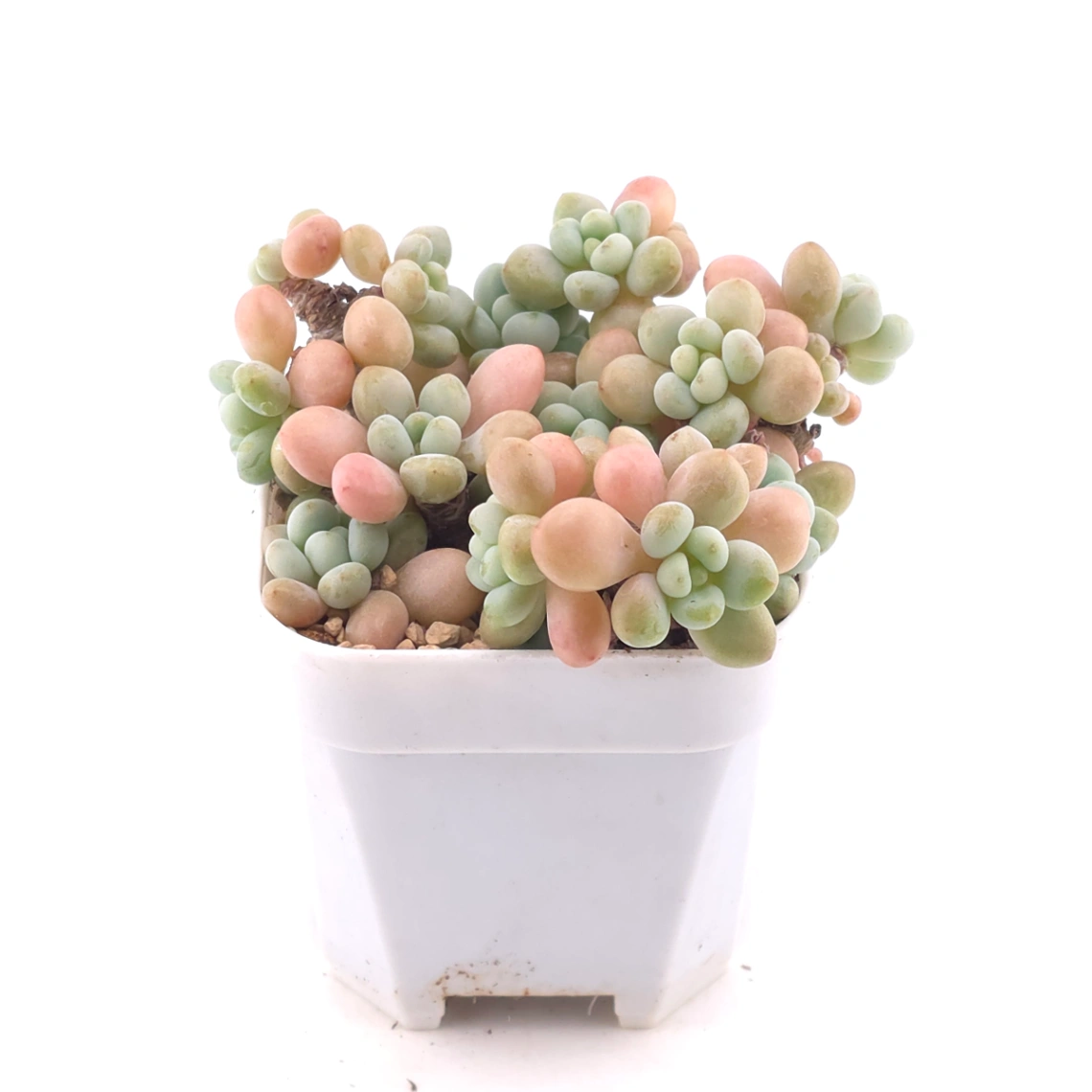 Graptosedum ‘Rococo’ | 洛可可 thumbnail 2