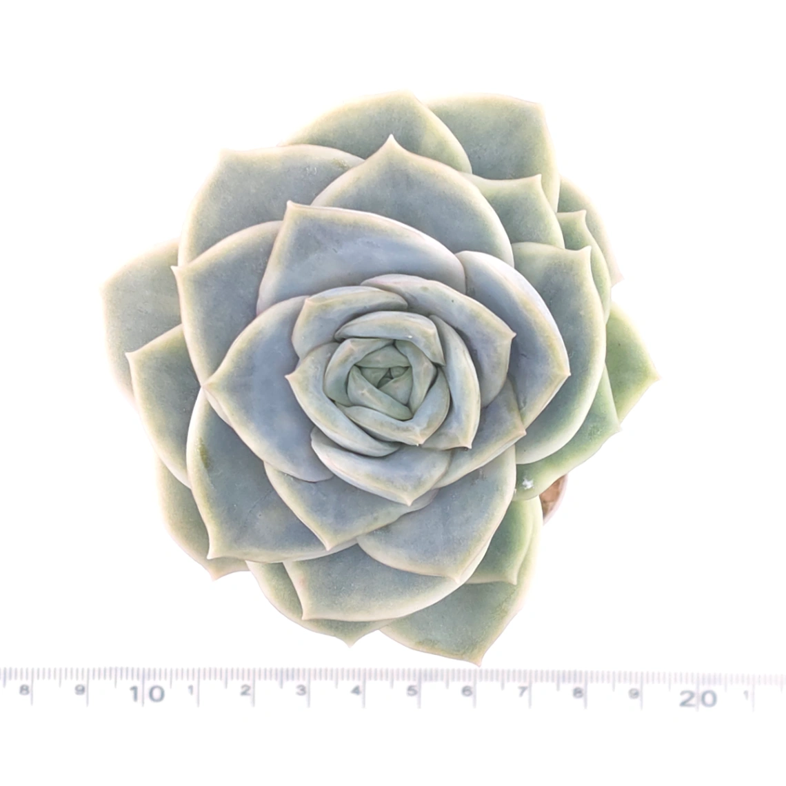 Graptoveria ‘Lovely Rose’ | 可愛玫瑰 thumbnail 4
