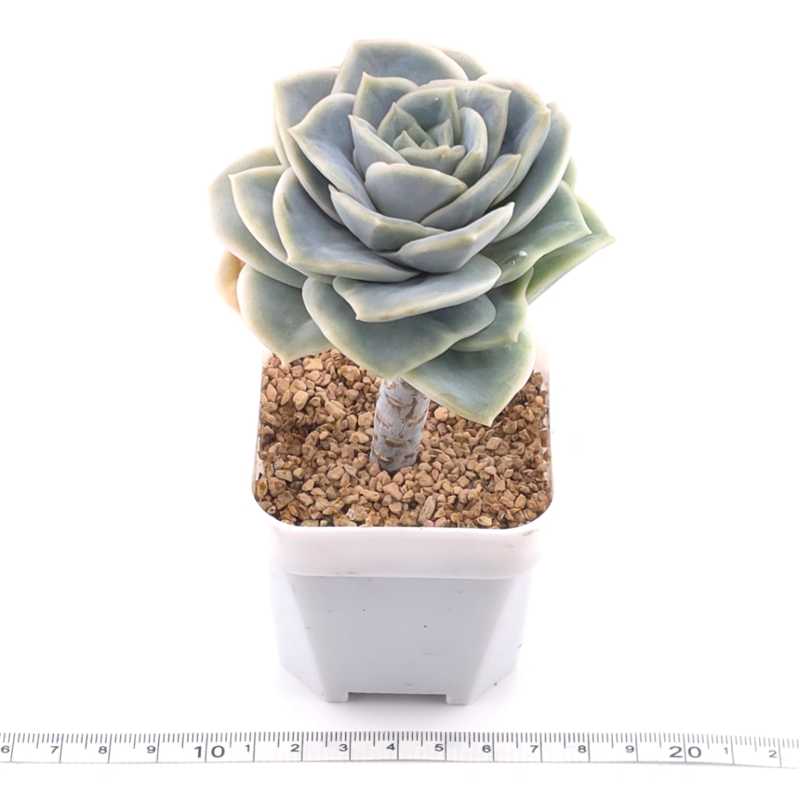 Graptoveria ‘Lovely Rose’ | 可愛玫瑰 thumbnail 3
