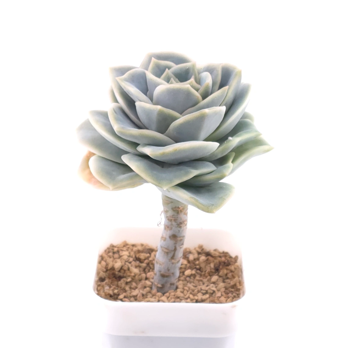 Graptoveria ‘Lovely Rose’ | 可愛玫瑰 thumbnail 2
