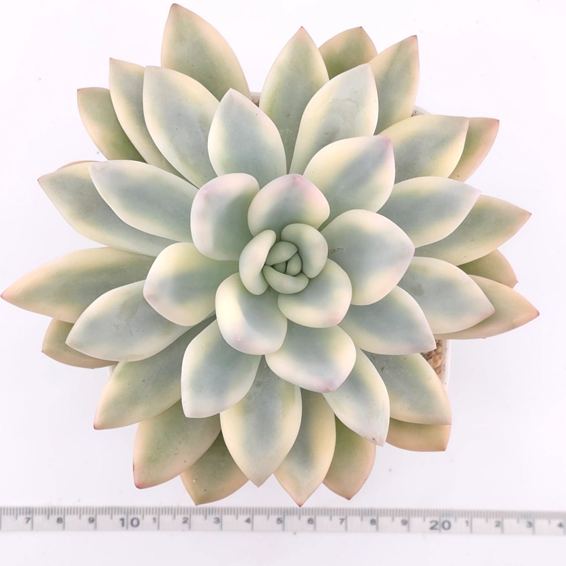 Graptoveria ‘Opalina’ variegated | 奥普琳娜錦 thumbnail 4