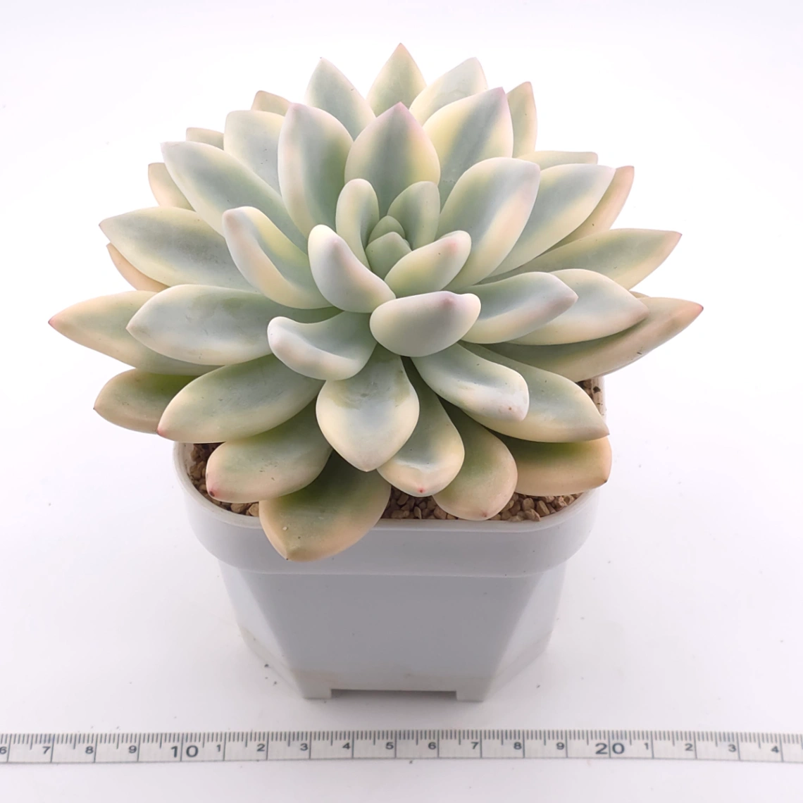 Graptoveria ‘Opalina’ variegated | 奥普琳娜錦 thumbnail 3