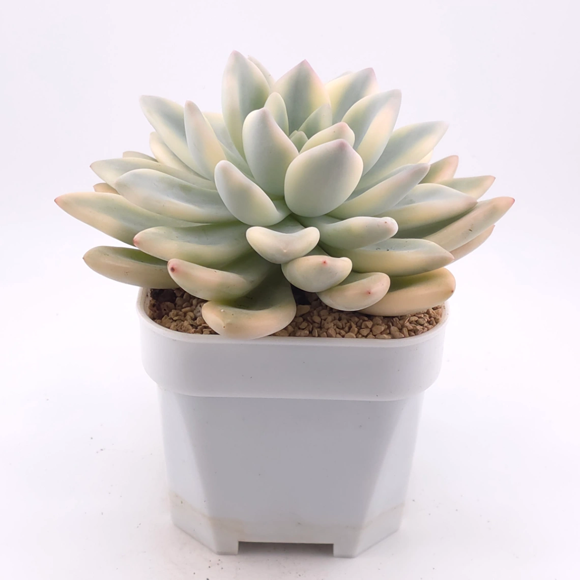 Graptoveria ‘Opalina’ variegated | 奥普琳娜錦 thumbnail 2
