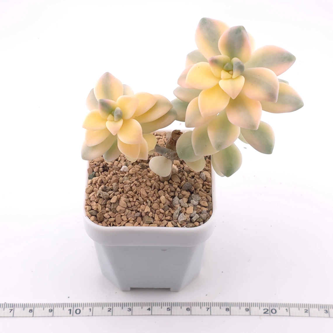 Graptoveria ‘Titubans’ / ‘Apricot Beauty’ variegated | 美杏錦 thumbnail 3