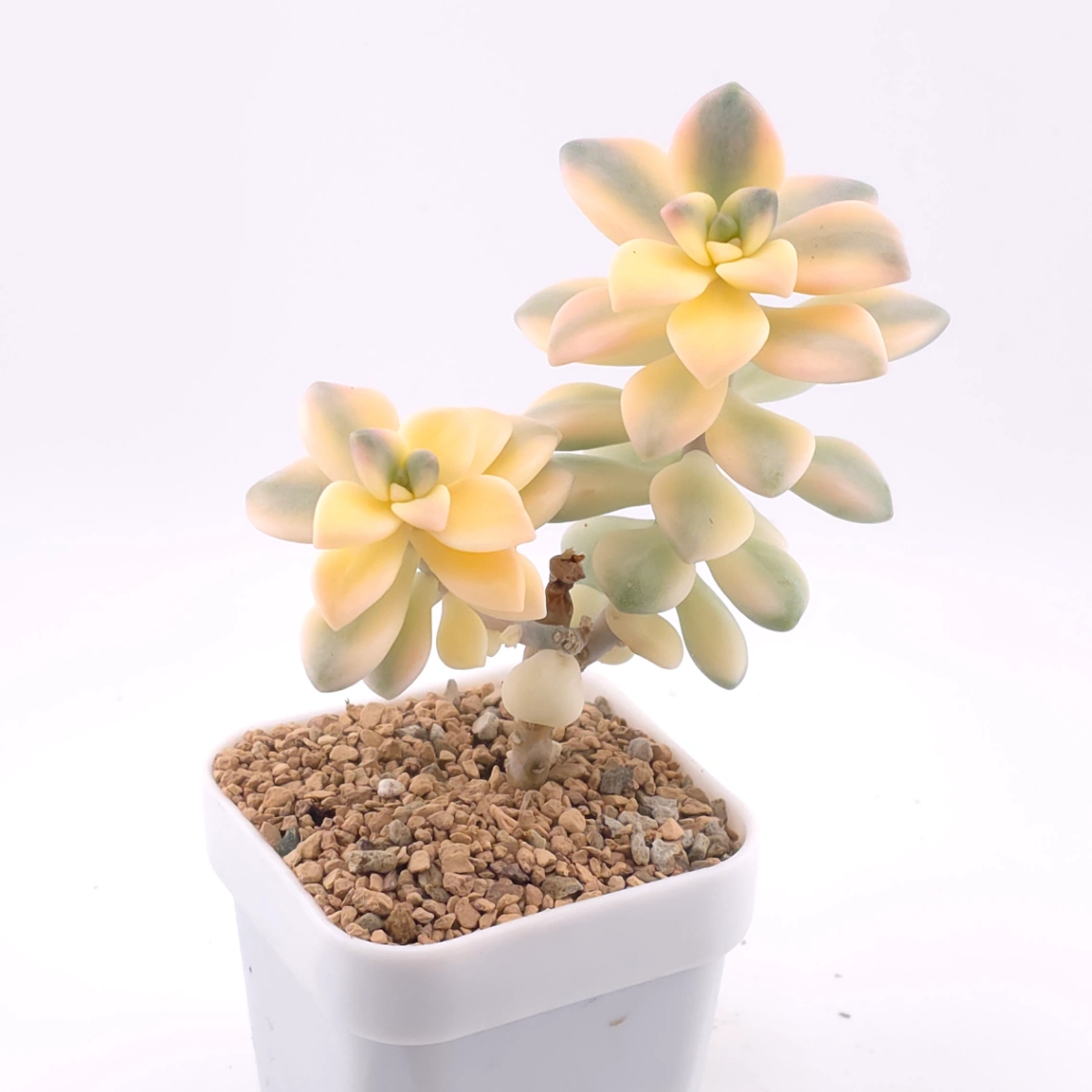 Graptoveria ‘Titubans’ / ‘Apricot Beauty’ variegated | 美杏錦 thumbnail 2