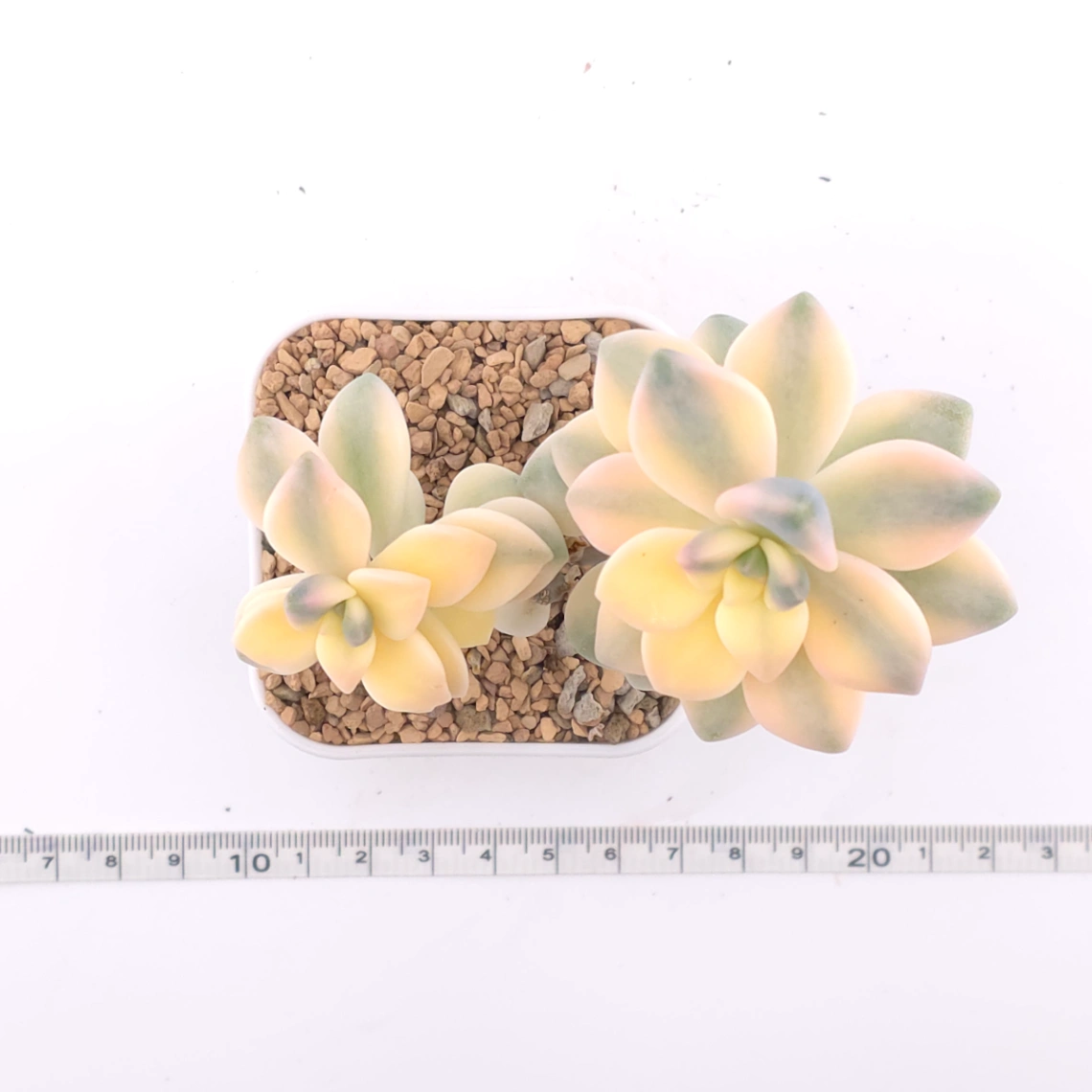 Graptoveria ‘Titubans’ / ‘Apricot Beauty’ variegated | 美杏錦 thumbnail 4