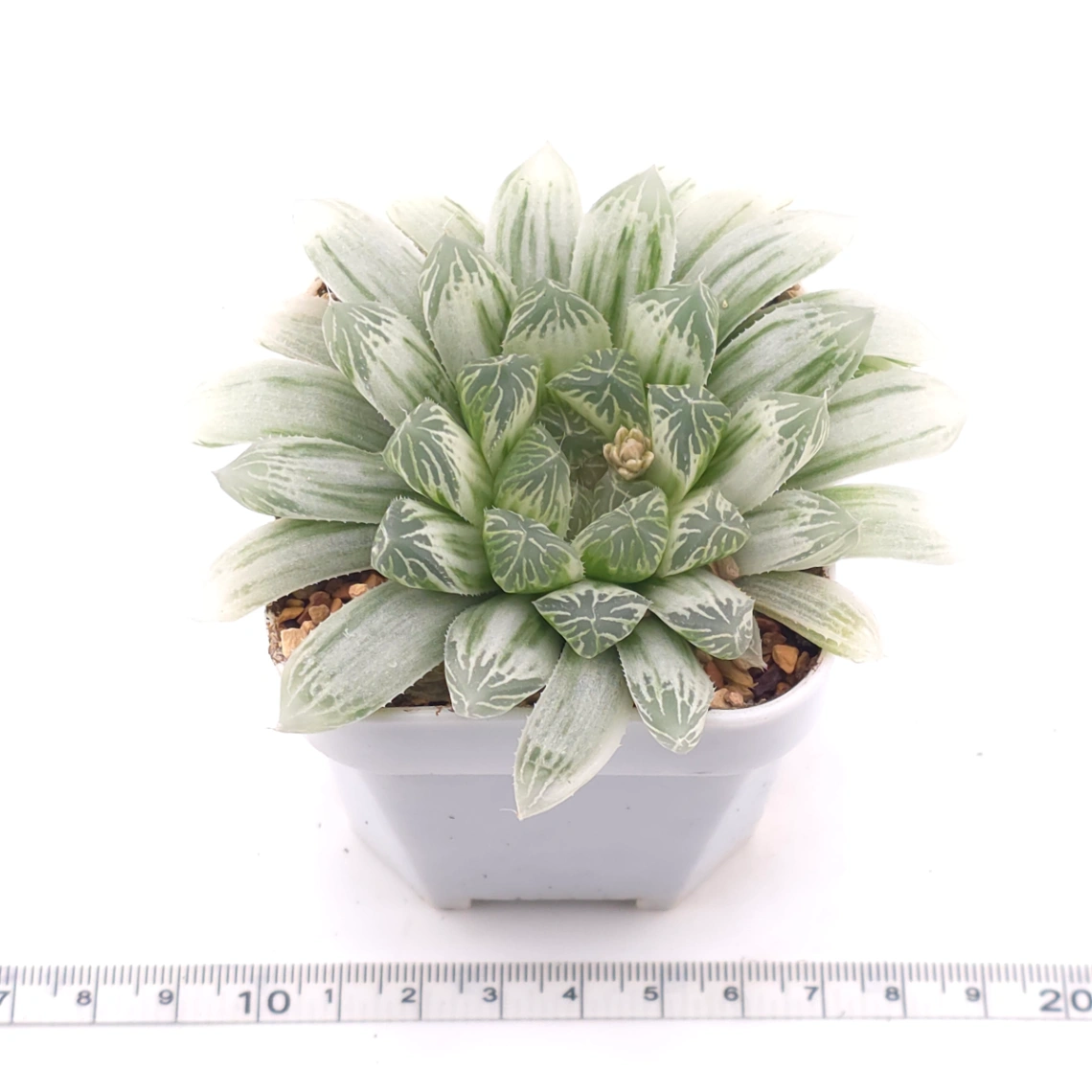 Haworthia cooperi variegated | 白斑玉露錦 thumbnail 3