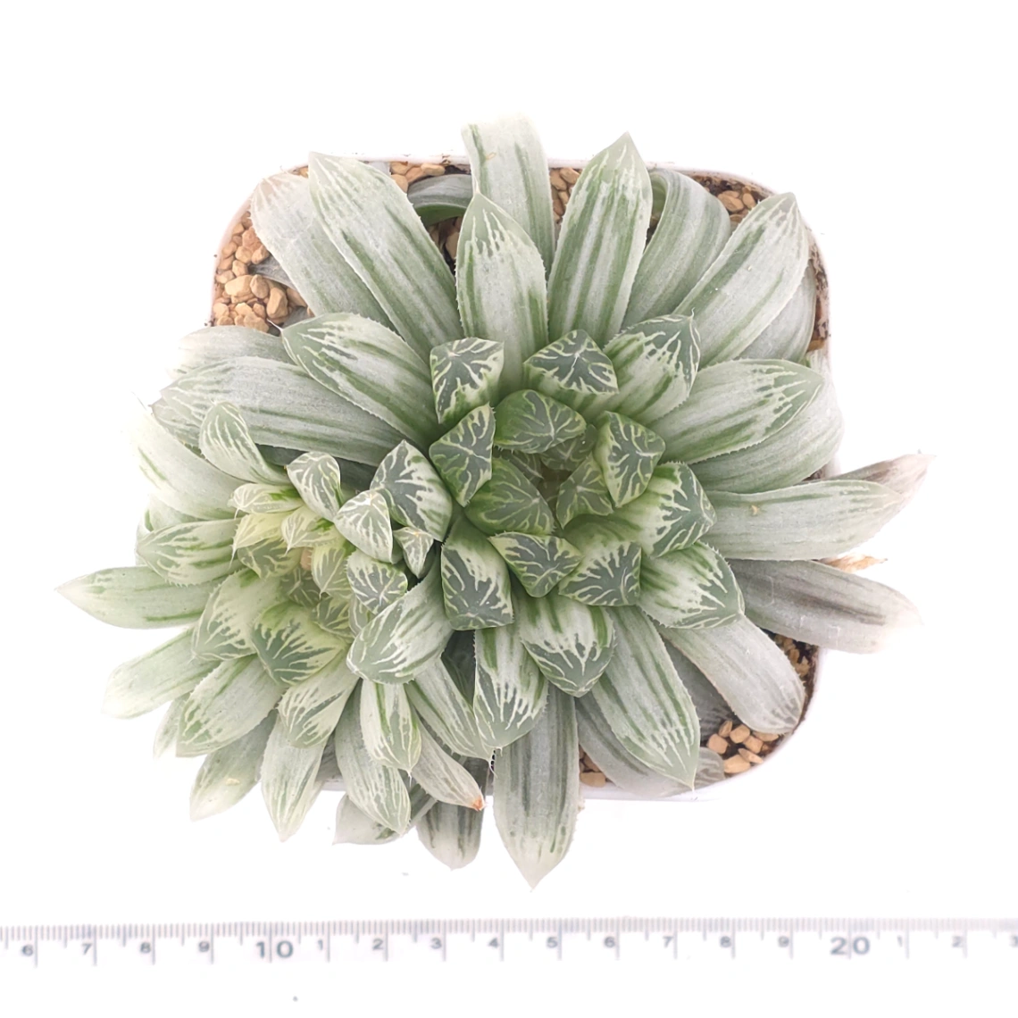 Haworthia cooperi variegated | 白斑玉露錦 thumbnail 4