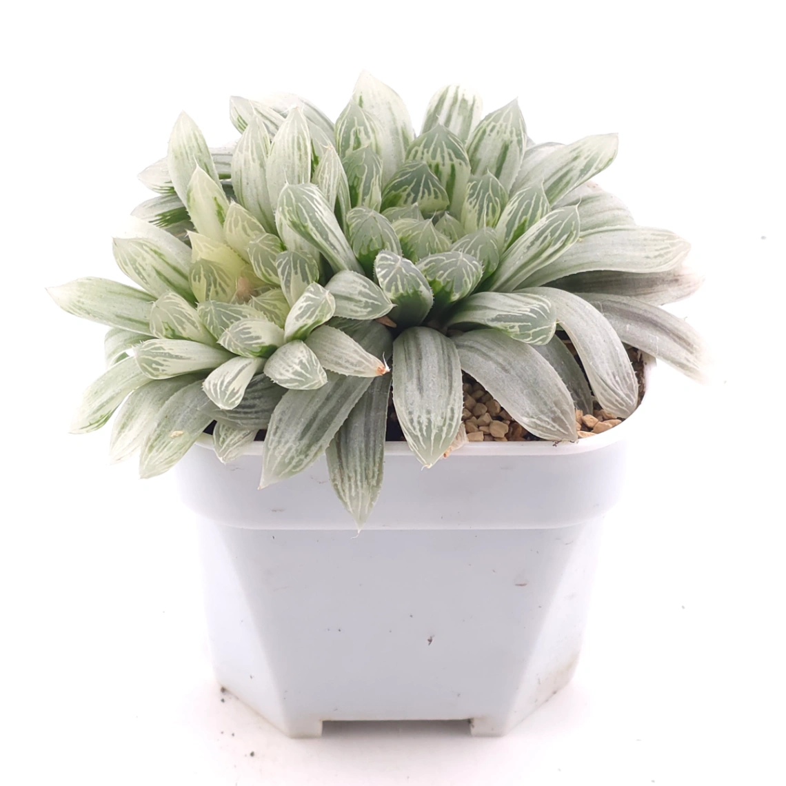 Haworthia cooperi variegated | 白斑玉露錦 thumbnail 2