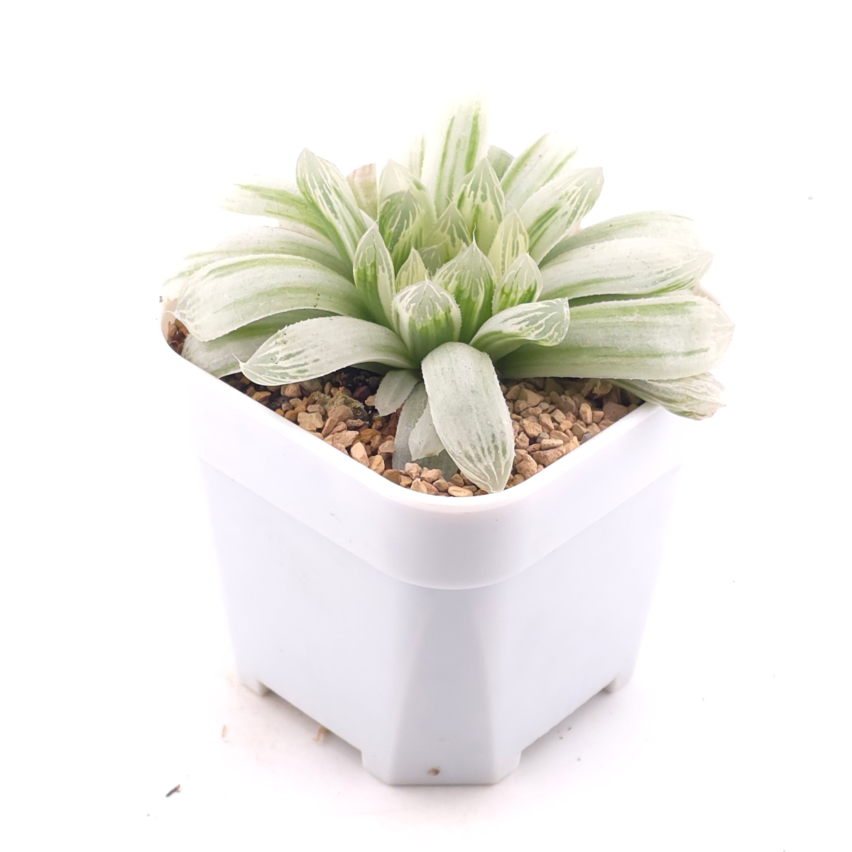 Haworthia cooperi variegated | 白斑玉露錦 thumbnail 2
