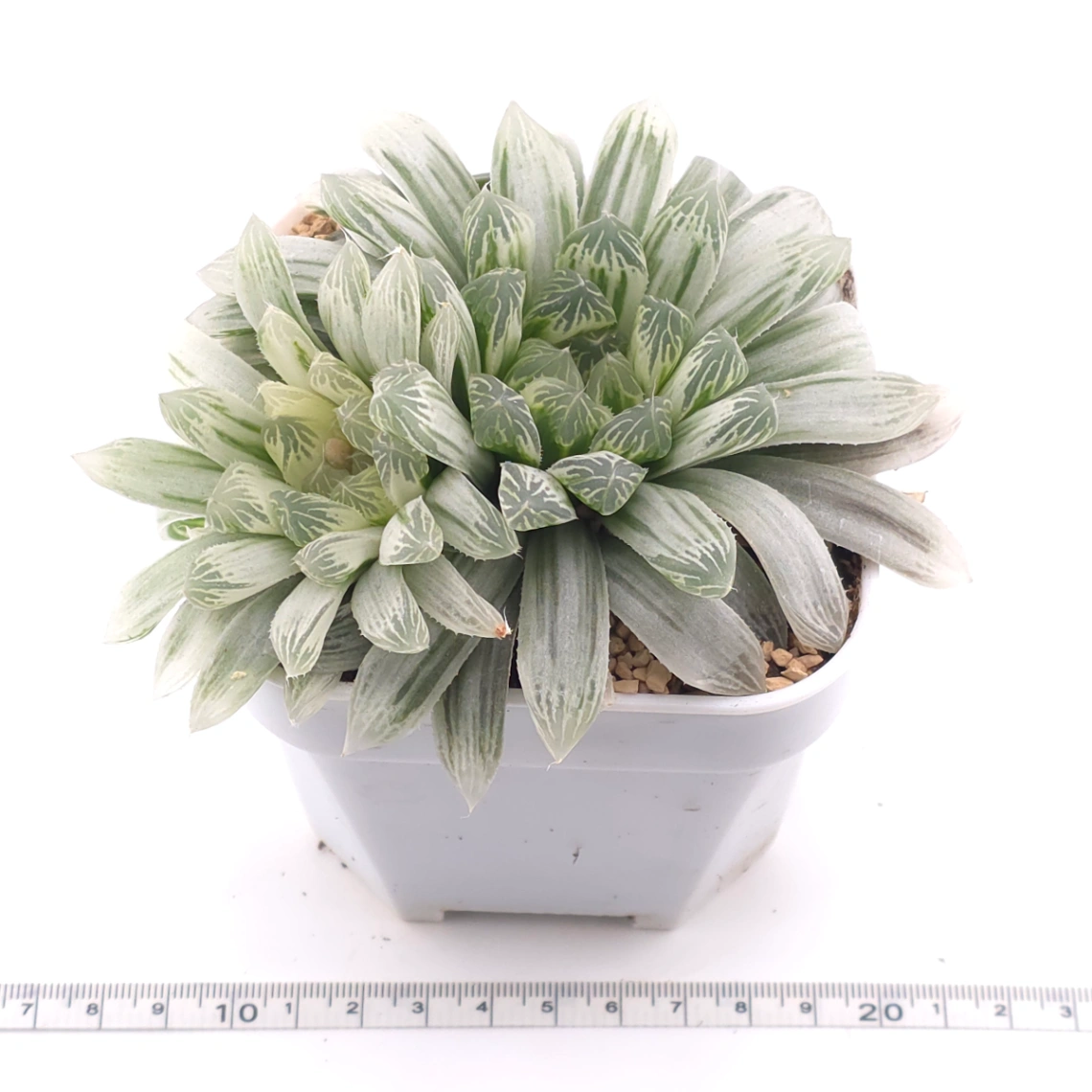 Haworthia cooperi variegated | 白斑玉露錦 thumbnail 3