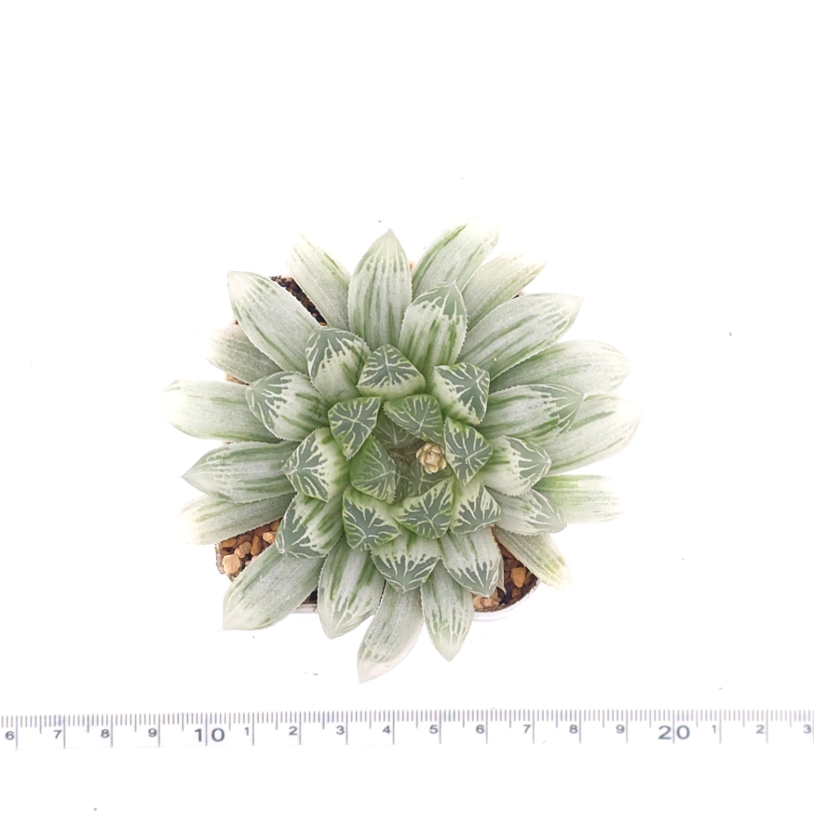 Haworthia cooperi variegated | 白斑玉露錦 thumbnail 4