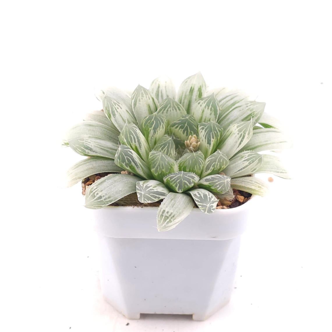 Haworthia cooperi variegated | 白斑玉露錦 thumbnail 2