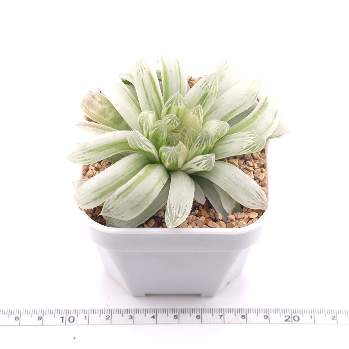 Haworthia cooperi variegated | 白斑玉露錦 thumbnail 3