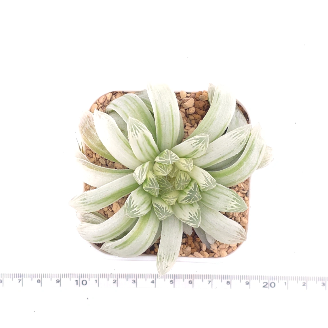 Haworthia cooperi variegated | 白斑玉露錦 thumbnail 4