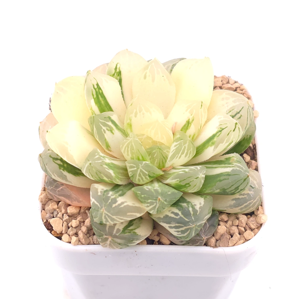 Haworthia Emerald Marine variegated | 碧海玉露锦 - View 1