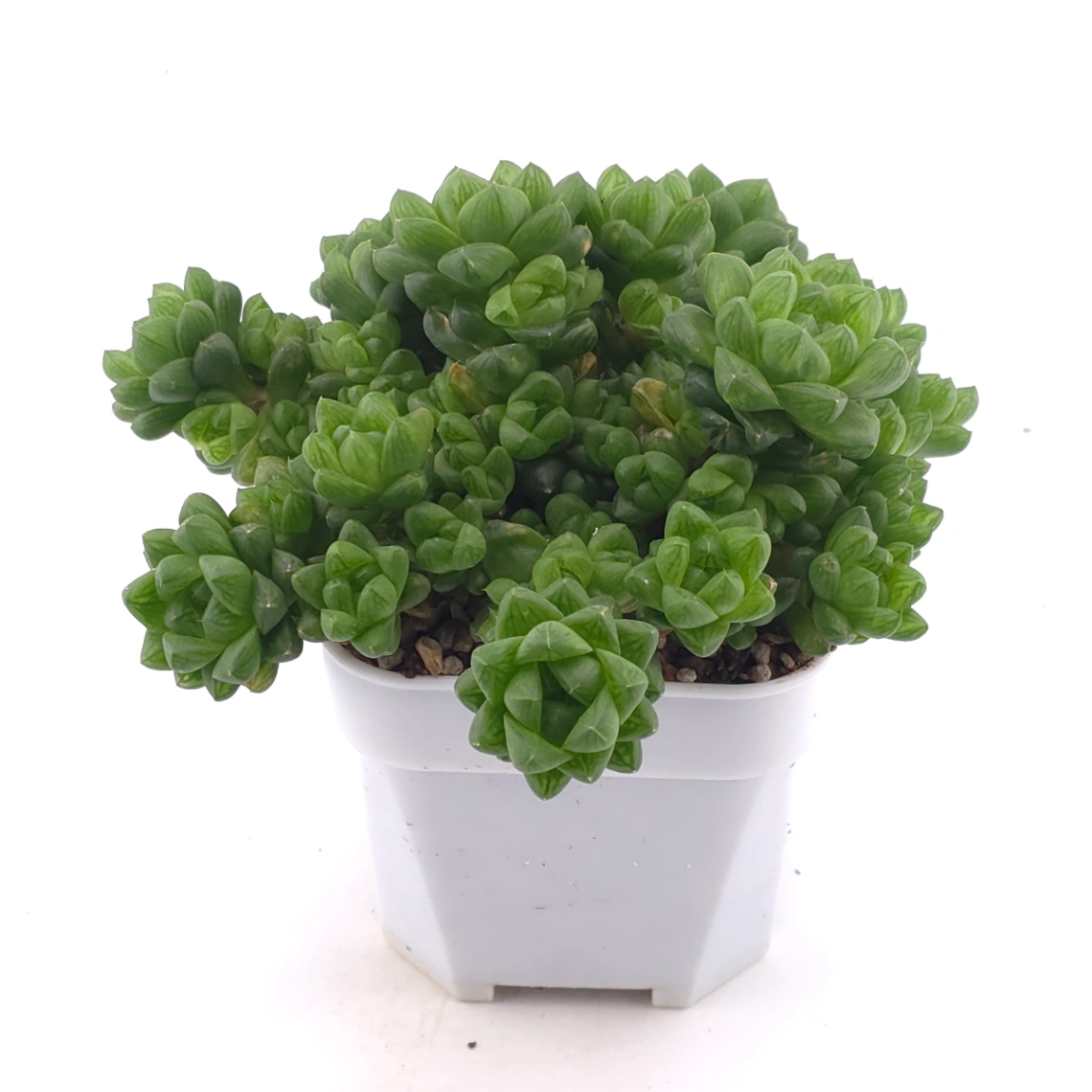 Haworthia cymbiformis | 草玉露 thumbnail 2