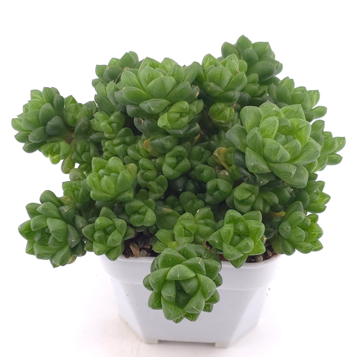 Haworthia cymbiformis | 草玉露 - View 1