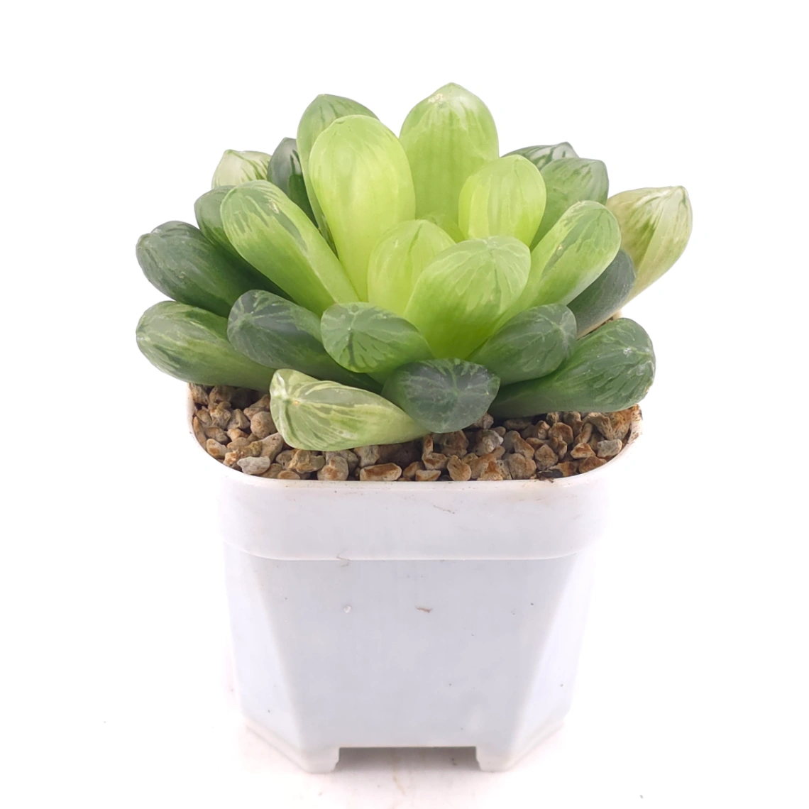Haworthia cymbiformis | 草玉露 thumbnail 2