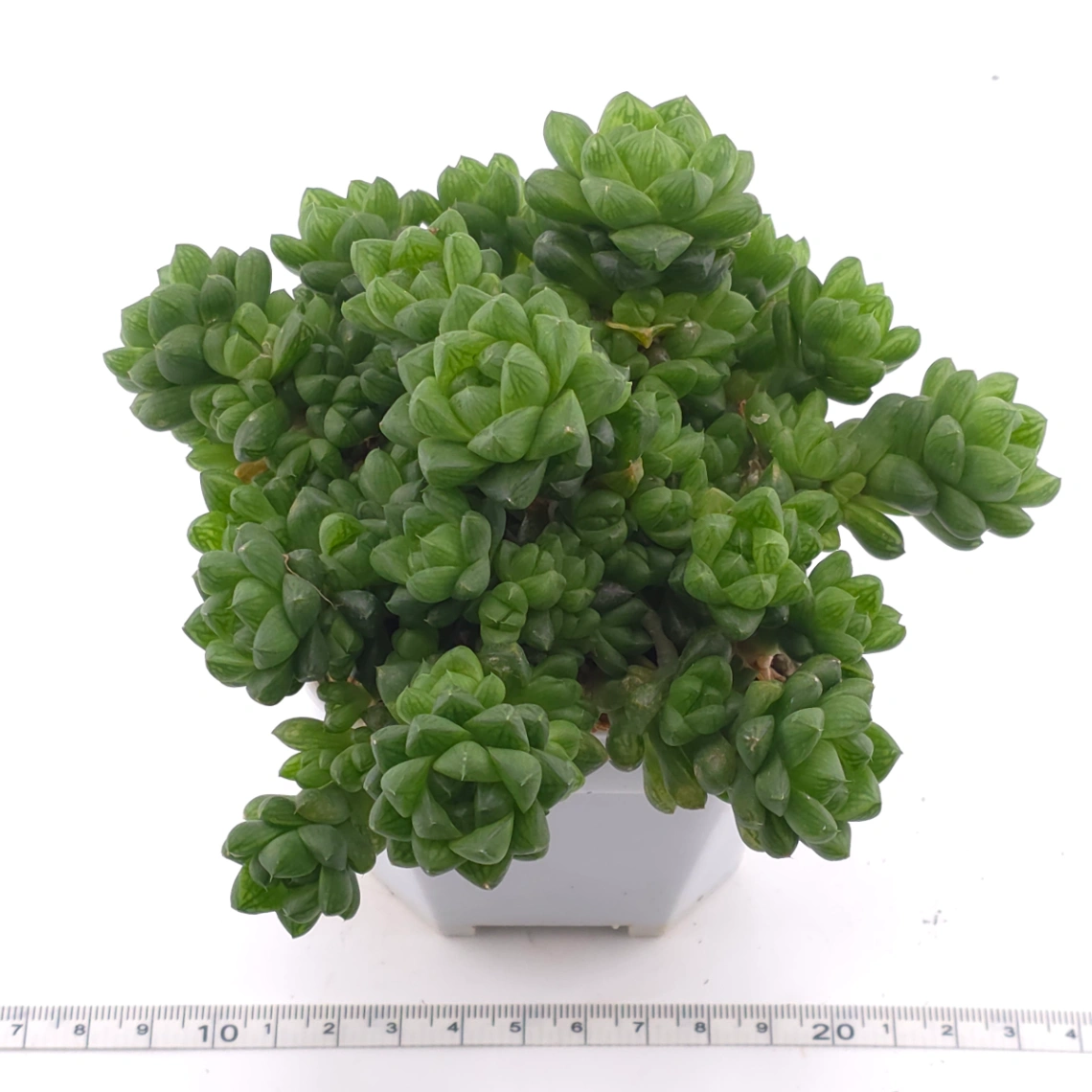 Haworthia cymbiformis | 草玉露 thumbnail 3