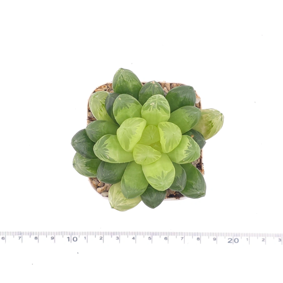 Haworthia cymbiformis | 草玉露 thumbnail 4