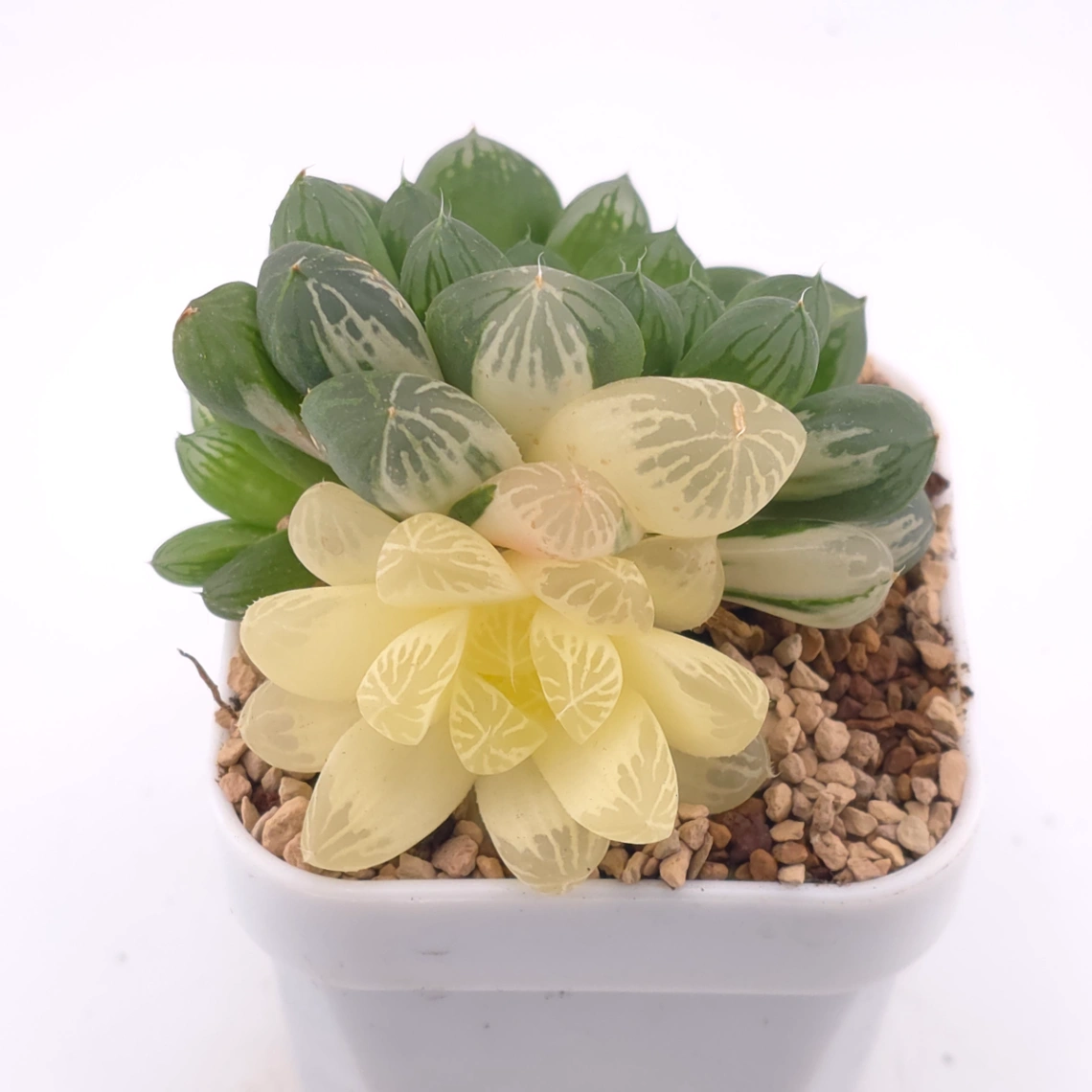 Haworthia Suzhou Variegated | 蘇州玉露錦 - View 1