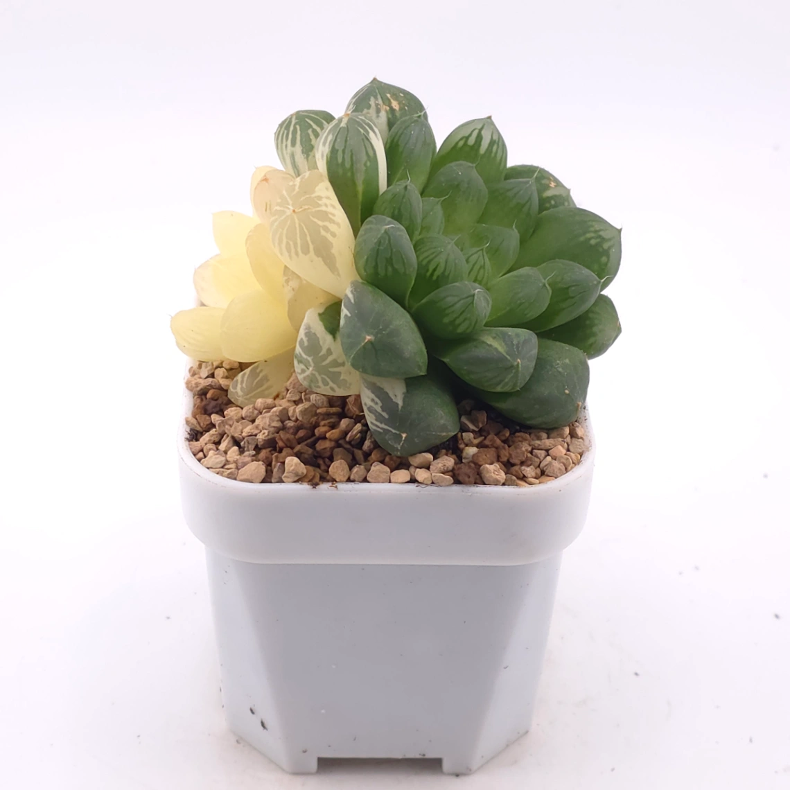 Haworthia Suzhou Variegated | 蘇州玉露錦 thumbnail 2