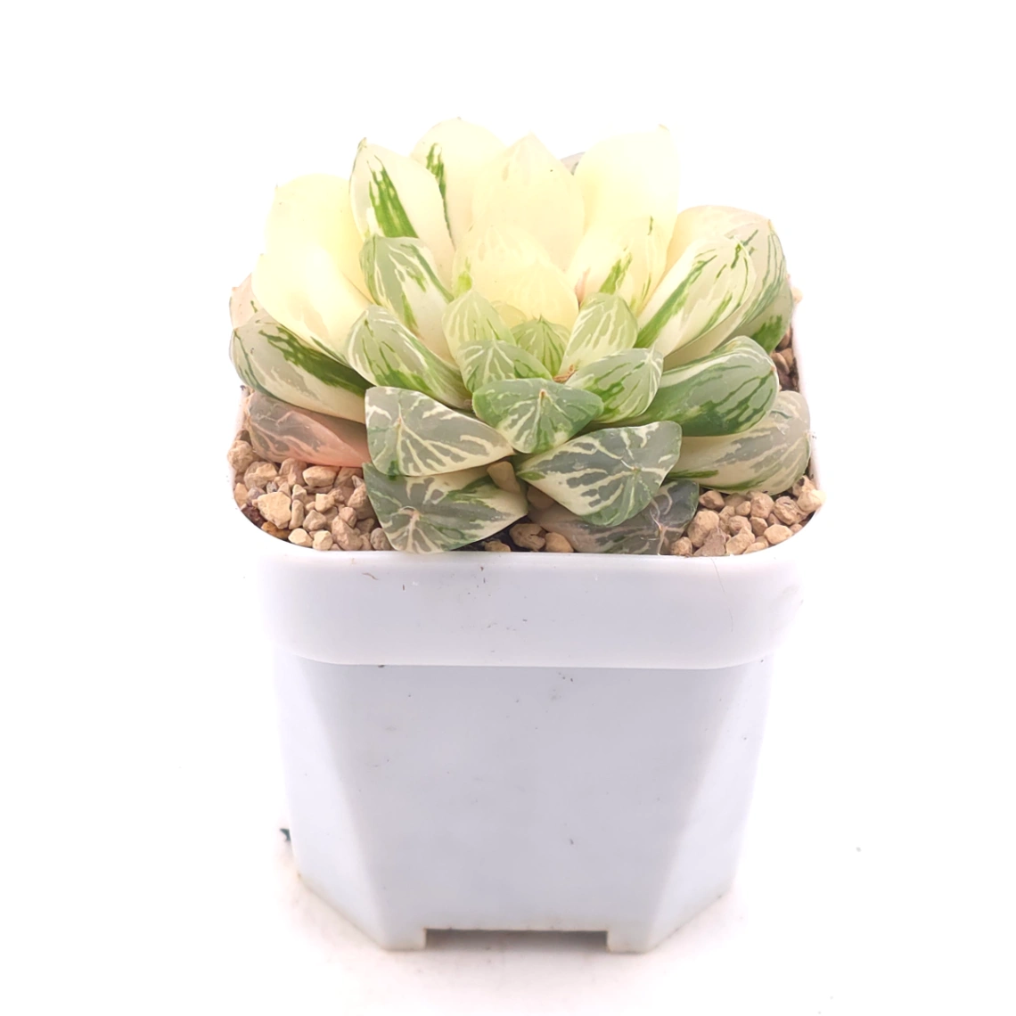 Haworthia Emerald Marine variegated | 碧海玉露锦 thumbnail 2