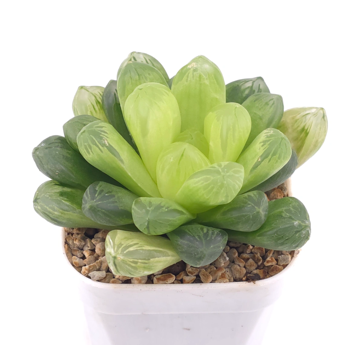 Haworthia cymbiformis | 草玉露 - View 1