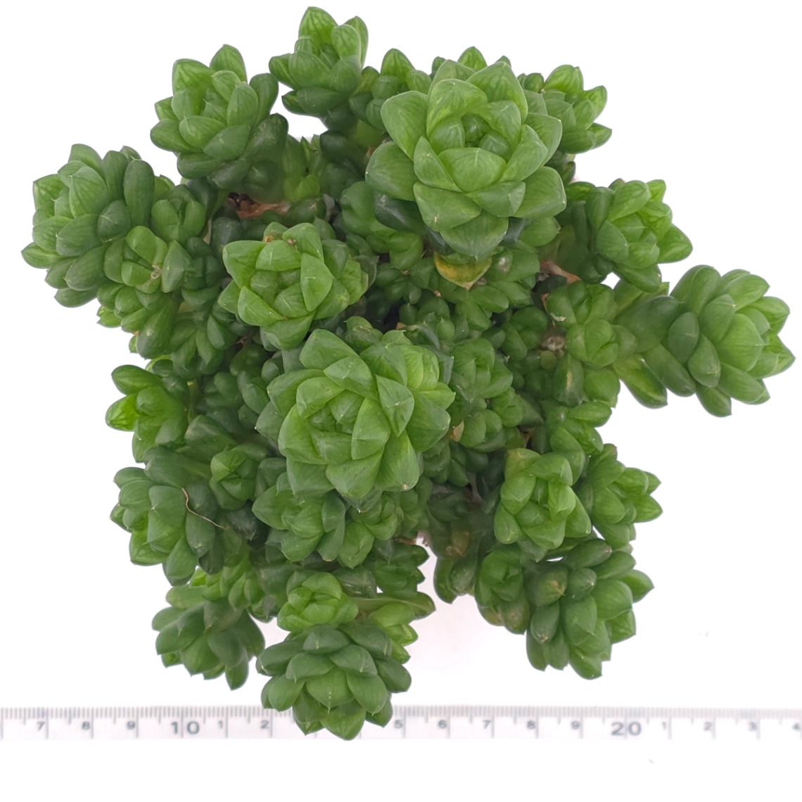 Haworthia cymbiformis | 草玉露 thumbnail 4