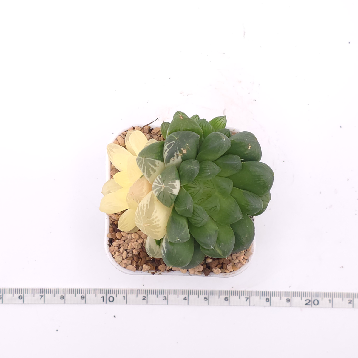 Haworthia Suzhou Variegated | 蘇州玉露錦 thumbnail 4