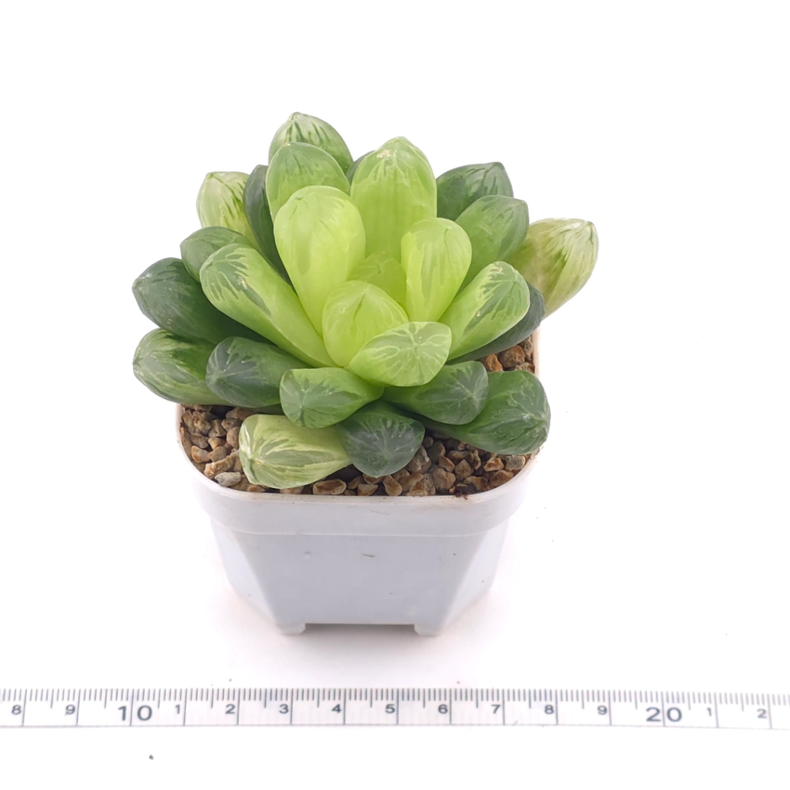 Haworthia cymbiformis | 草玉露 thumbnail 3
