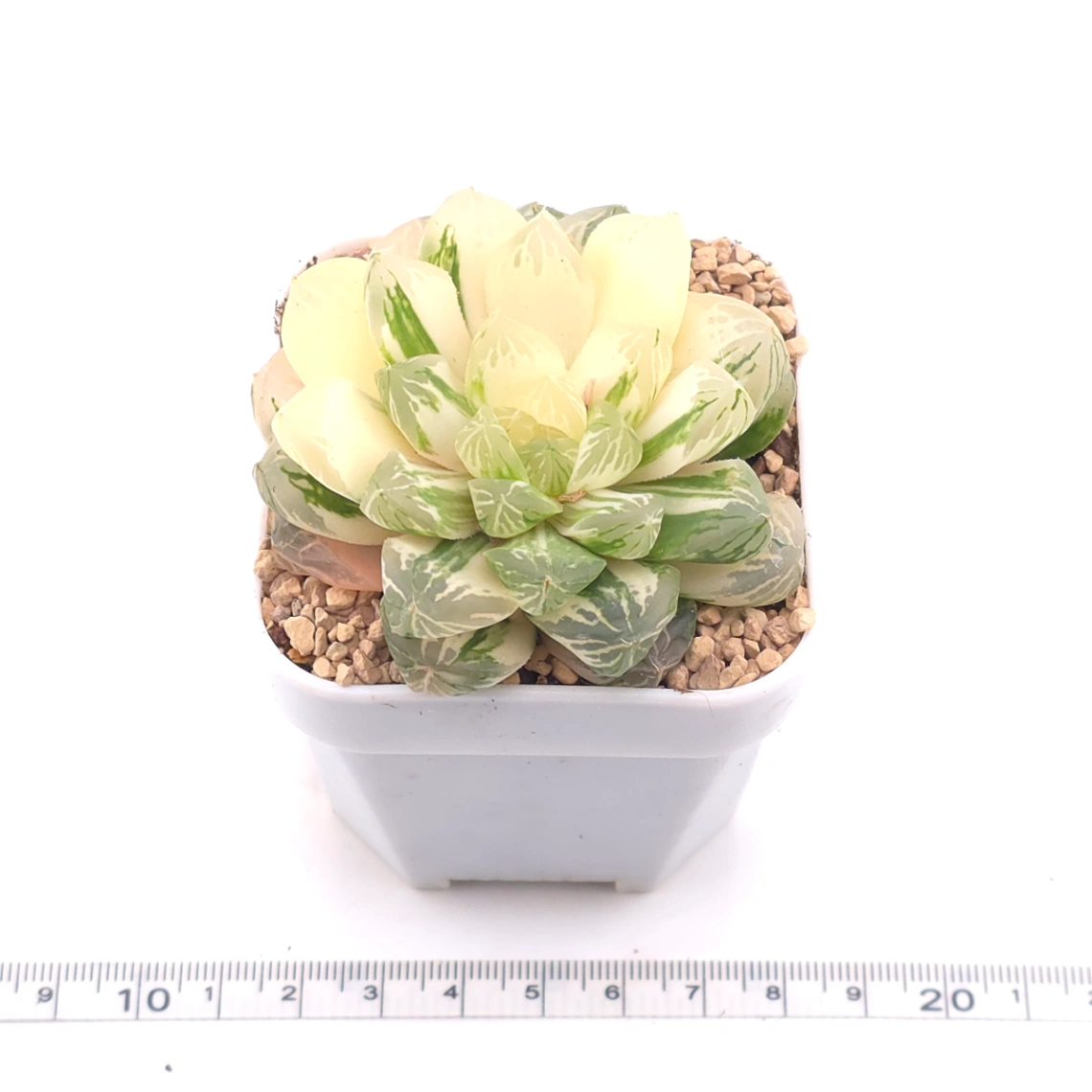 Haworthia Emerald Marine variegated | 碧海玉露锦 thumbnail 3