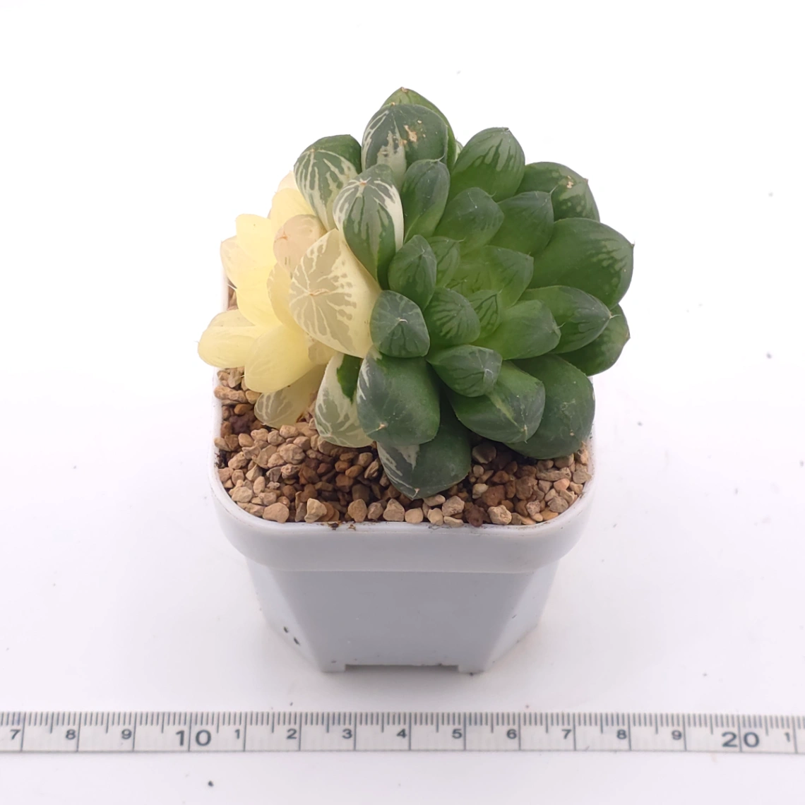 Haworthia Suzhou Variegated | 蘇州玉露錦 thumbnail 3