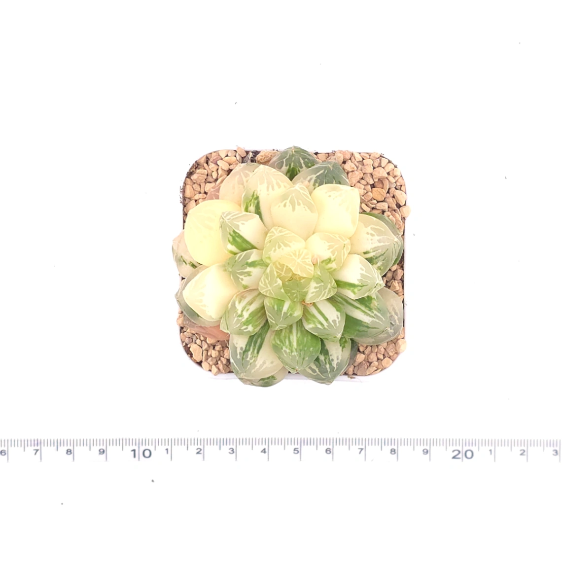 Haworthia Emerald Marine variegated | 碧海玉露锦 thumbnail 4