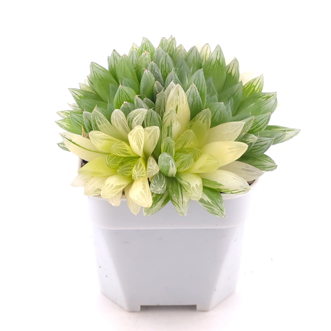 Haworthia Hanabi Variegated | 花火玉露錦 thumbnail 2