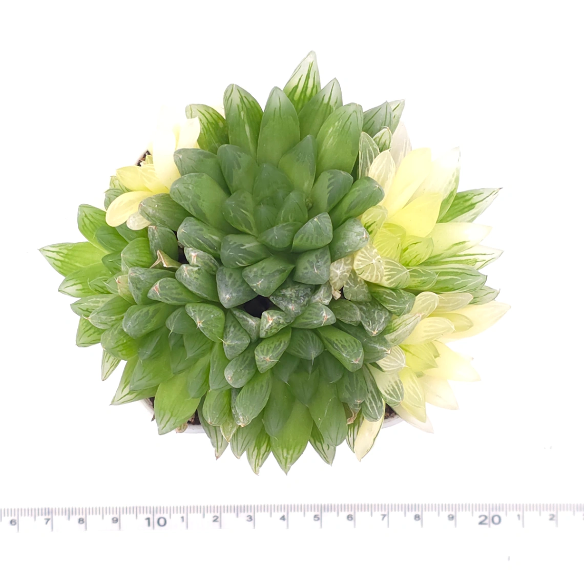 Haworthia Hanabi Variegated | 花火玉露錦 thumbnail 4