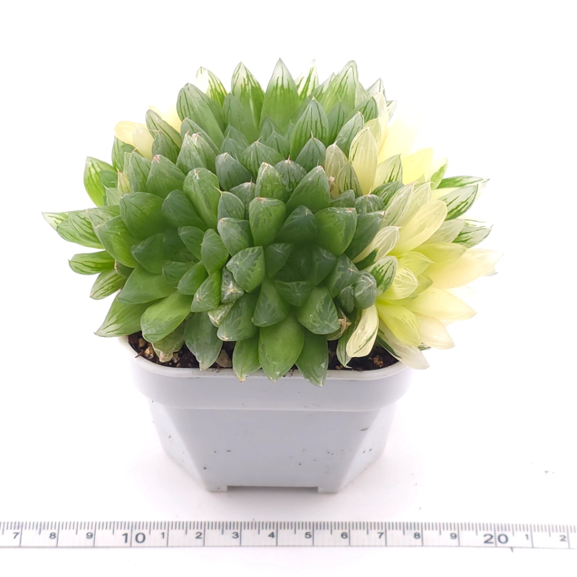 Haworthia Hanabi Variegated | 花火玉露錦 thumbnail 3