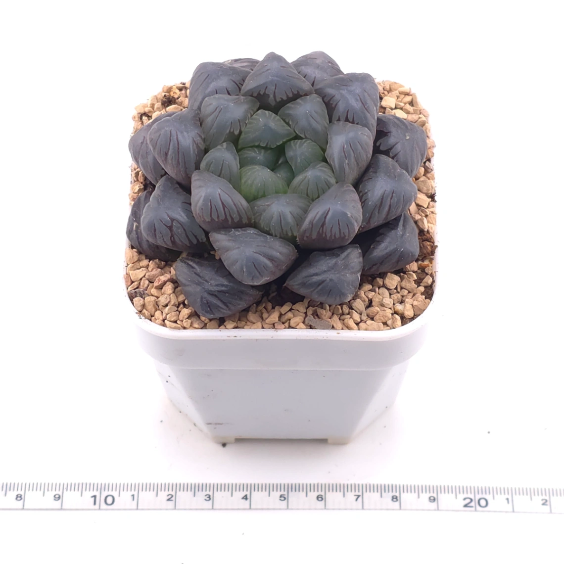 Haworthia ‘Ice Lamp’ | 冰燈 thumbnail 3