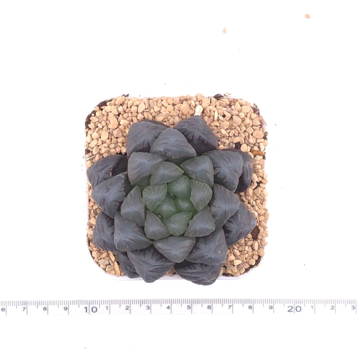 Haworthia ‘Ice Lamp’ | 冰燈 thumbnail 4