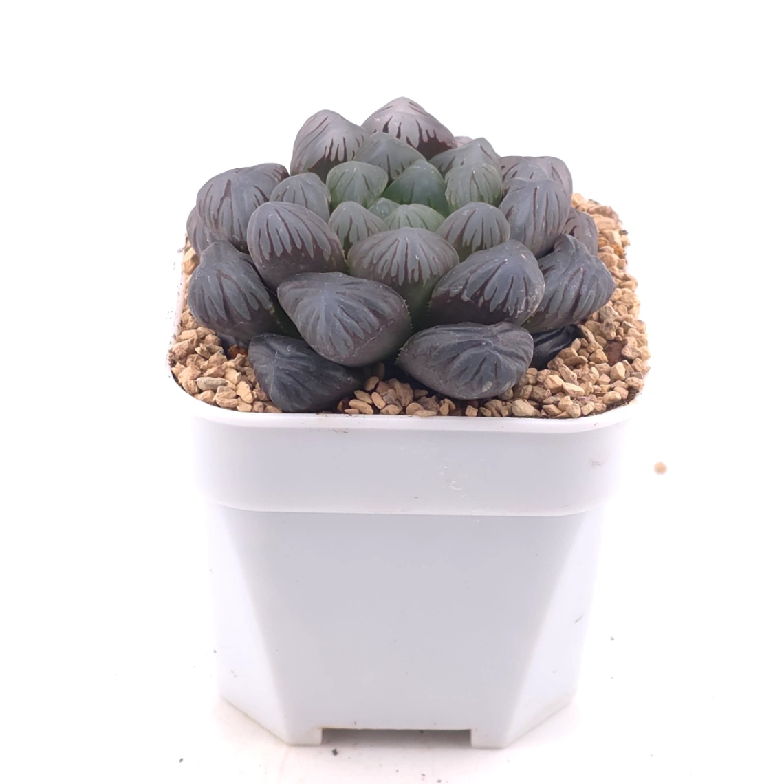 Haworthia ‘Ice Lamp’ | 冰燈 thumbnail 2