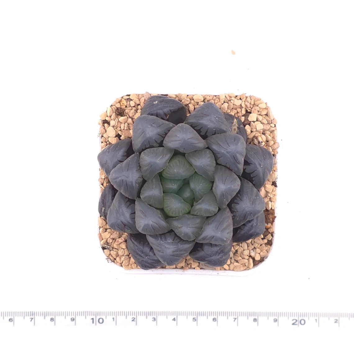 Haworthia ‘Ice Lamp’ | 冰燈 thumbnail 4