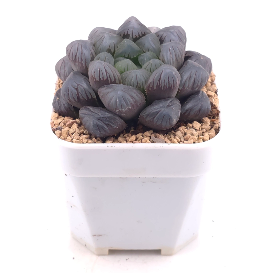 Haworthia ‘Ice Lamp’ | 冰燈 thumbnail 2