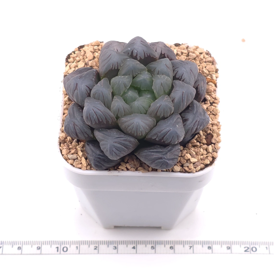 Haworthia ‘Ice Lamp’ | 冰燈 thumbnail 3