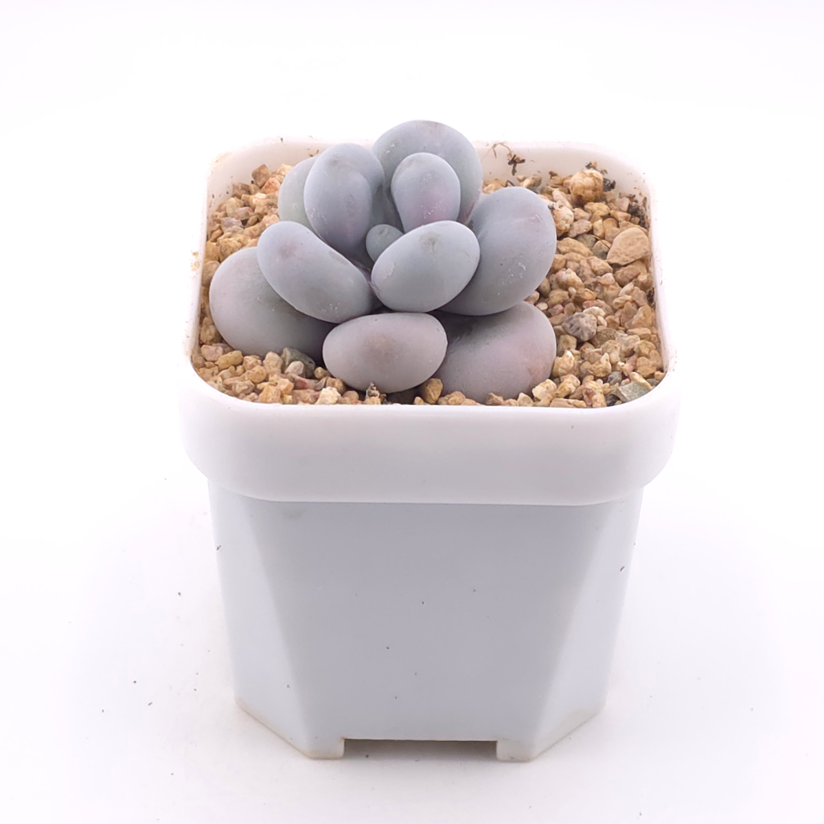 Pachyphytum ‘Cheese’ | 奶酪 thumbnail 2