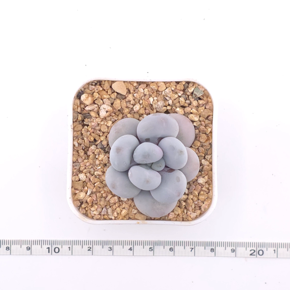 Pachyphytum ‘Cheese’ | 奶酪 thumbnail 4