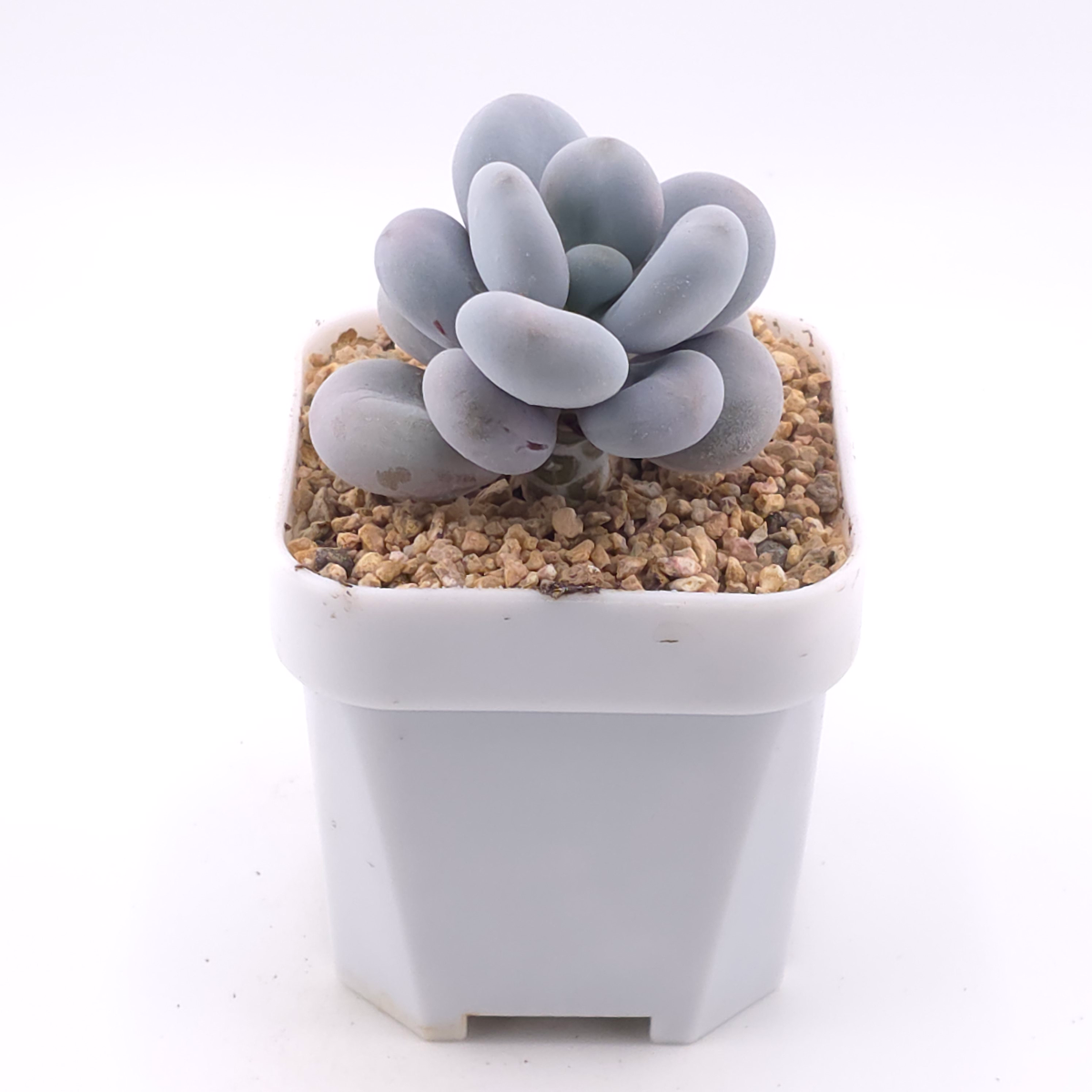 Pachyphytum ‘Cheese’ | 奶酪 thumbnail 2